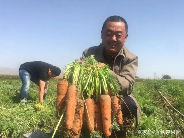 胡萝卜的产量种植技术_胡萝卜种植高产技术_胡罗卜的种植技木