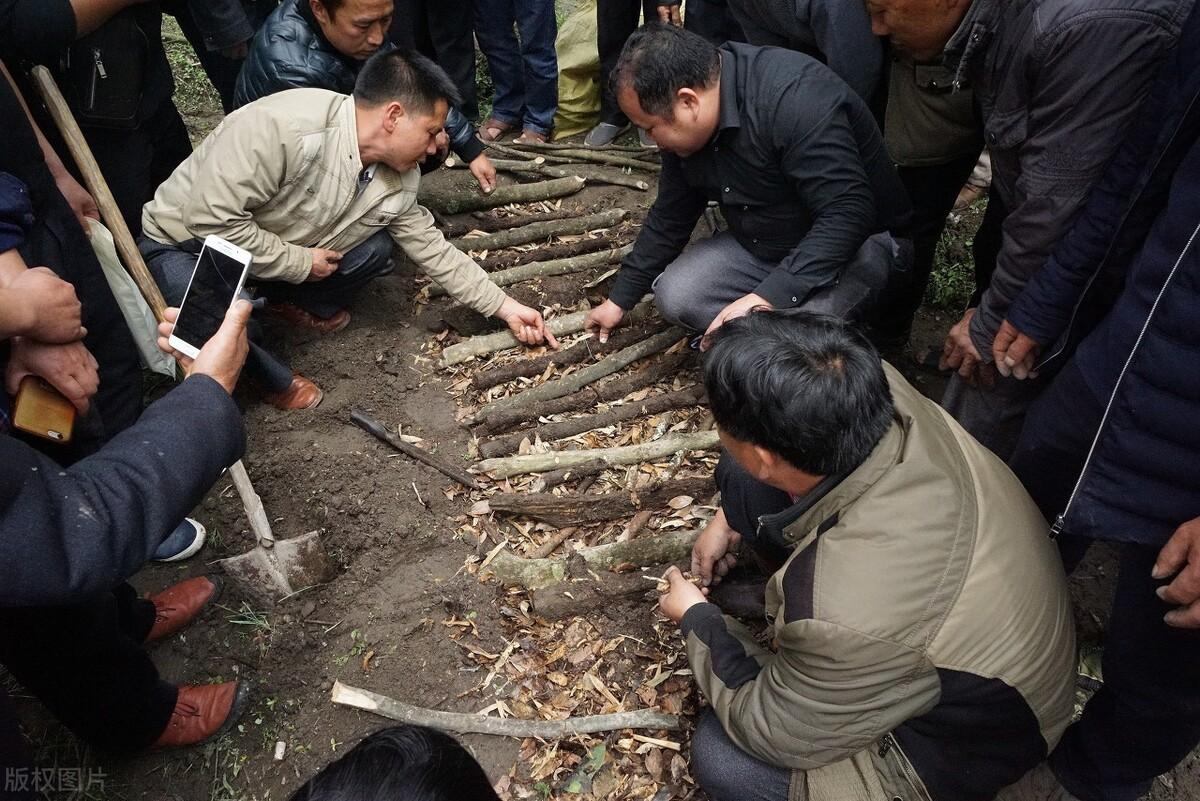 天麻种植技术标准_天麻种植技术资料_种植天麻的技术