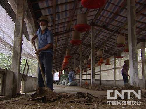 农业节目致富经养殖鸡视频_致富经养殖鸡视频_致富经果园养鸡视频