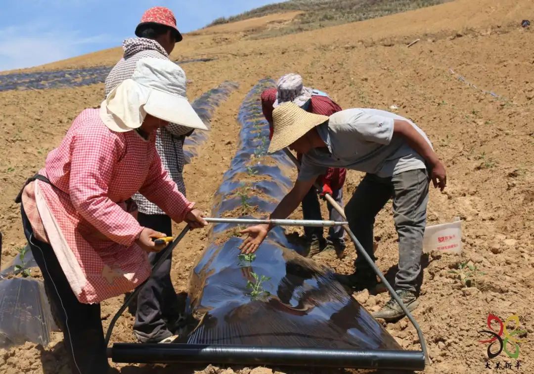 致富种植农民大量农作物_农民大量种植致富_致富种植农民大量粮食