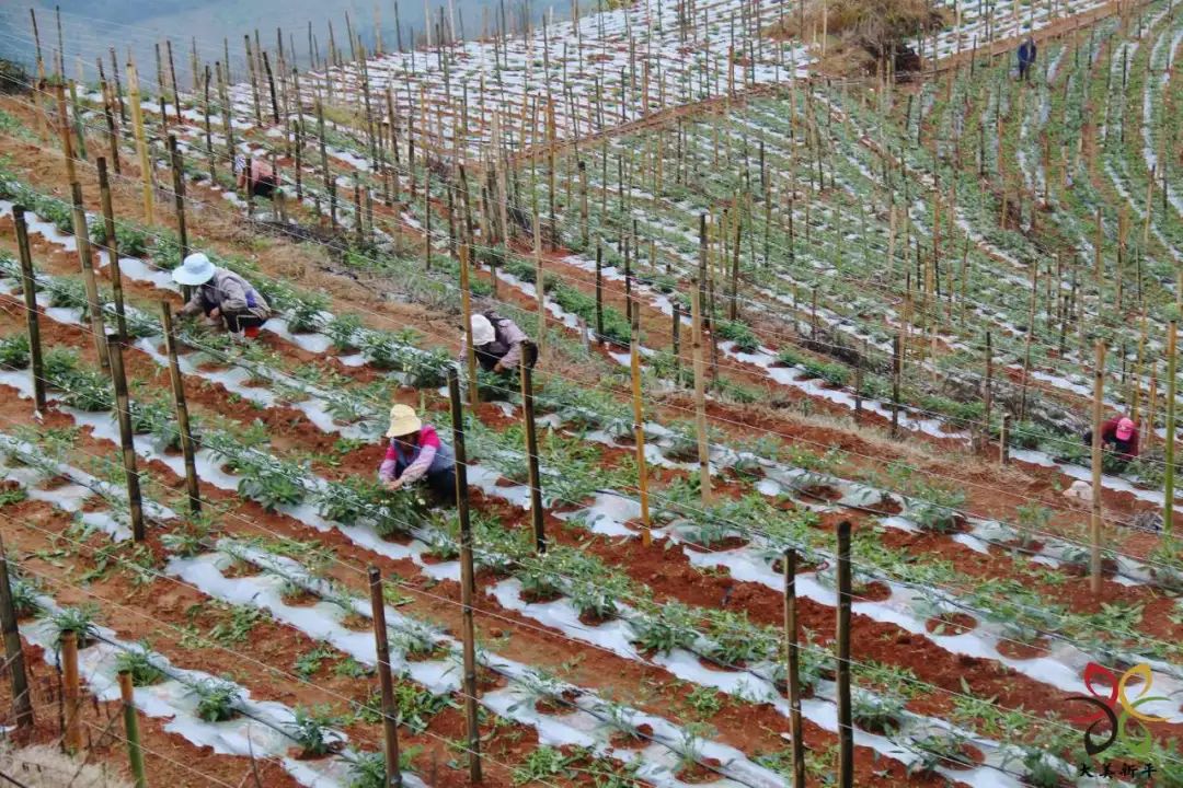 致富种植农民大量粮食_农民大量种植致富_致富种植农民大量农作物