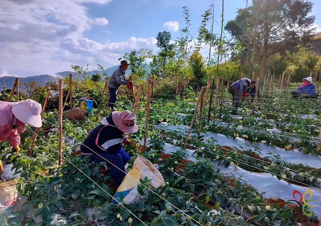 致富种植农民大量农作物_农民大量种植致富_致富种植农民大量粮食