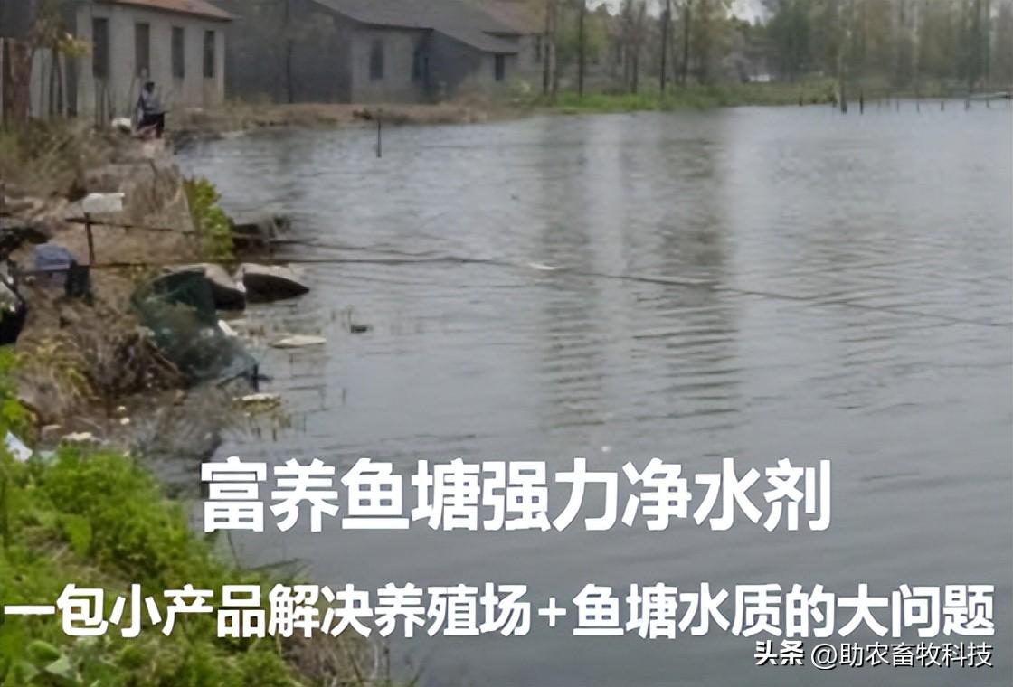 鸭鹅的养殖成本及利润_鹅鸭养殖先进技术有哪些_鸭鹅的先进养殖技术