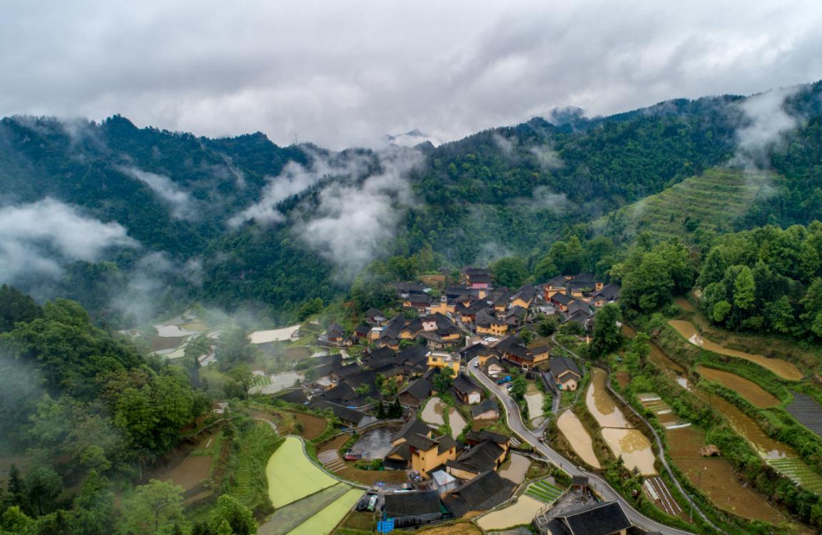 山苍子种植技术_种植山苍子挣钱吗_致富经种植山苍子视频