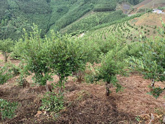 种植油茶林未来前景如何_油茶林种植致富_致富种植油茶林视频