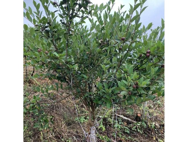 种植油茶林未来前景如何_油茶林种植致富_致富种植油茶林视频