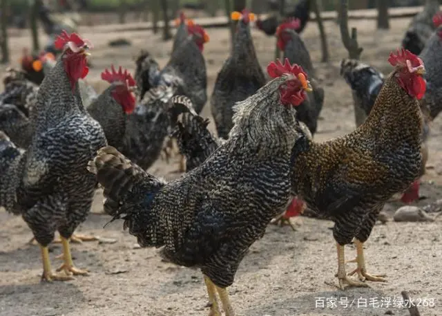 毛毛说养殖，芦花鸡的养殖技术