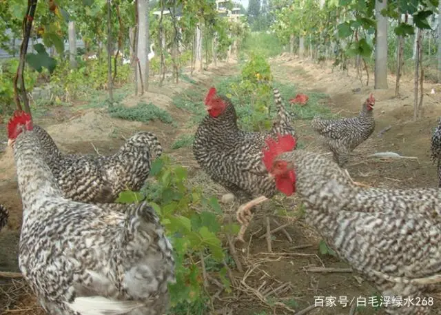 芦花鸡养殖技术视频_视频养殖鸡芦花技术大全_养殖芦花鸡注意事项