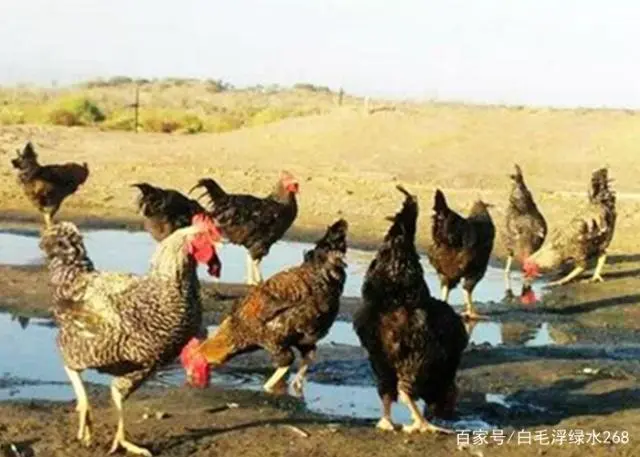 视频养殖鸡芦花技术大全_芦花鸡养殖技术视频_养殖芦花鸡注意事项