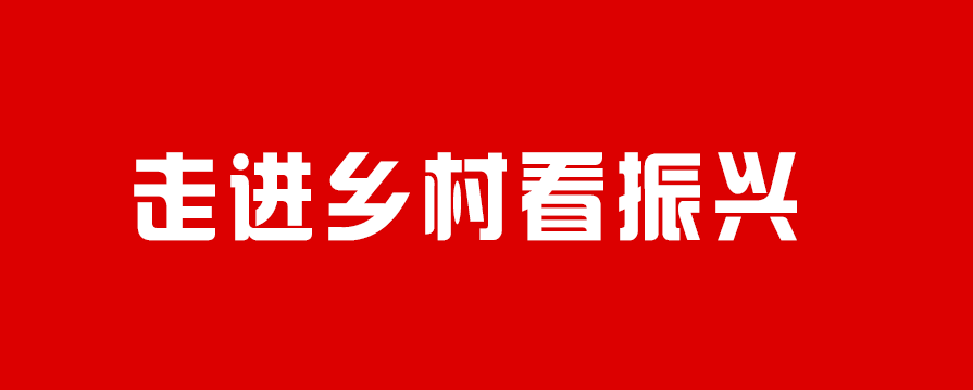 【走进乡村看振兴】和平乡：油茶林下套种药材 绿了林地富了民