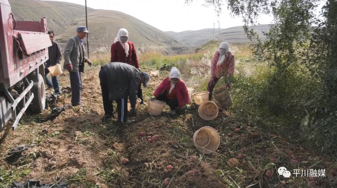 种植 土豆 增收致富_土豆致富带头人_致富土豆增收种植视频