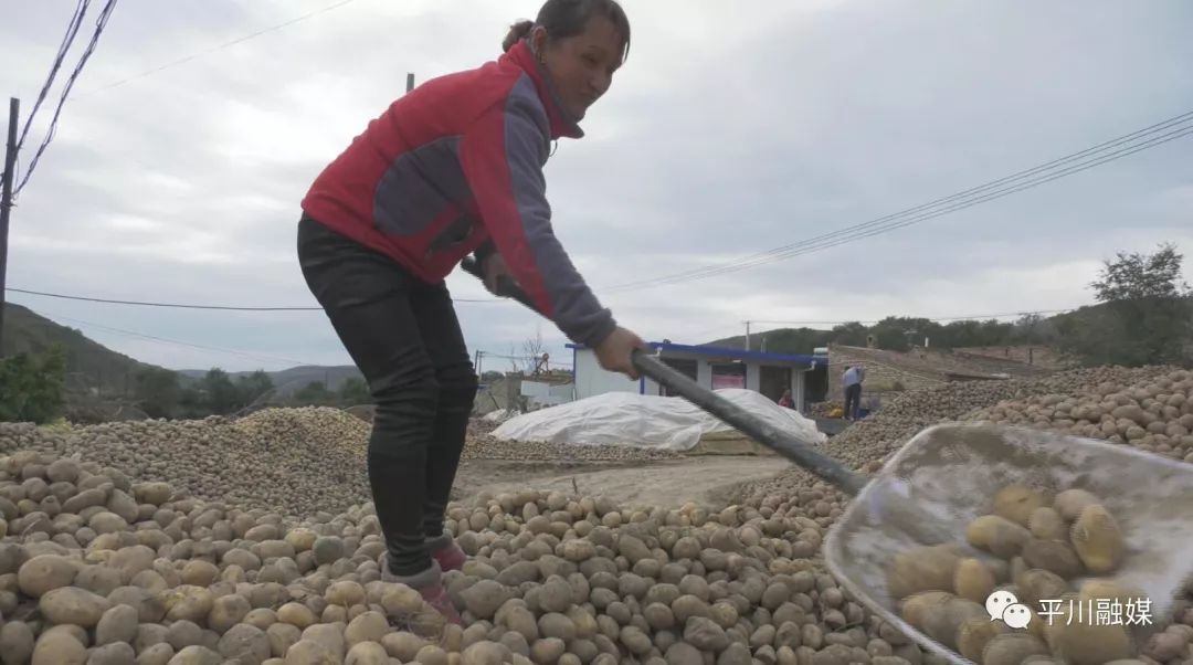 土豆致富带头人_种植 土豆 增收致富_致富土豆增收种植视频