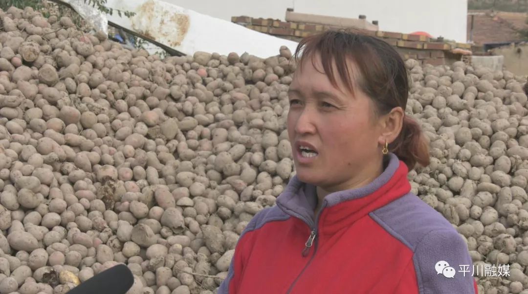 种植 土豆 增收致富_土豆致富带头人_致富土豆增收种植视频