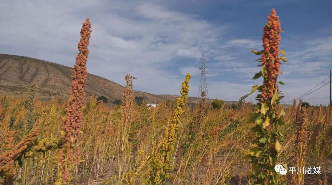 土豆致富带头人_种植 土豆 增收致富_致富土豆增收种植视频