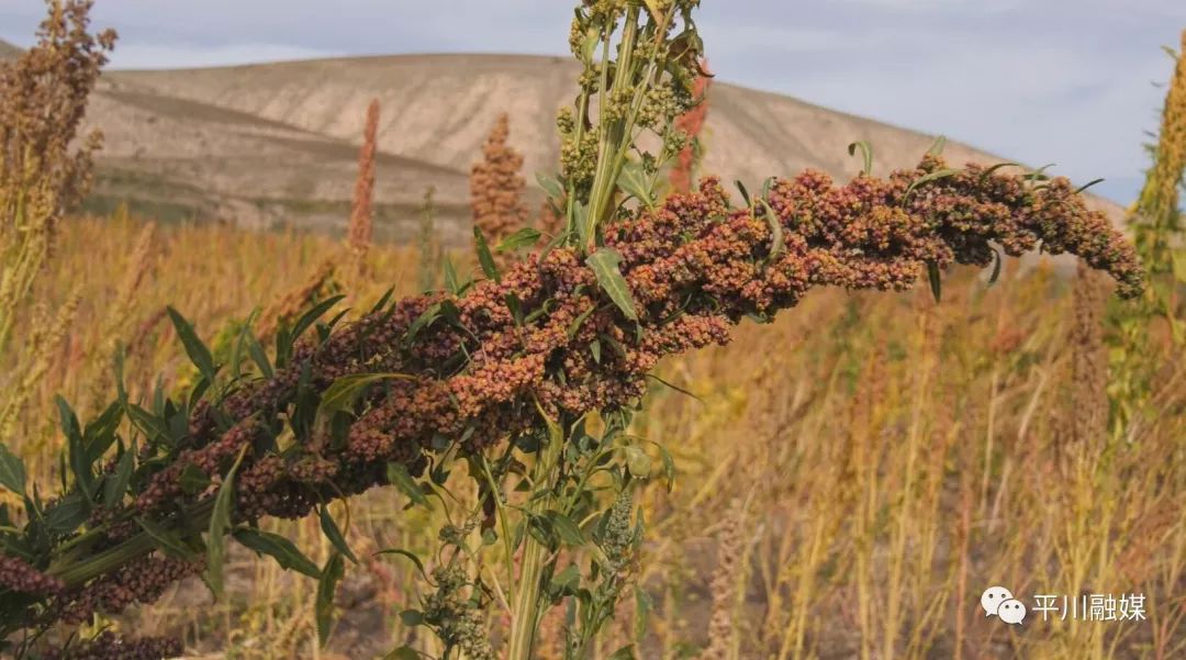 致富土豆增收种植视频_种植 土豆 增收致富_土豆致富带头人