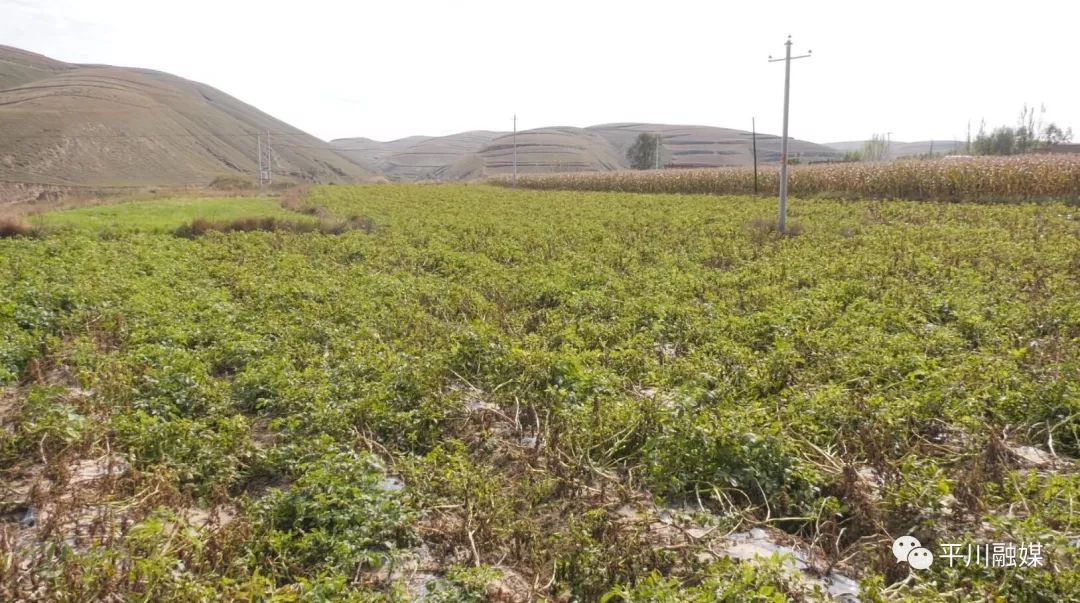 致富土豆增收种植视频_种植 土豆 增收致富_土豆致富带头人