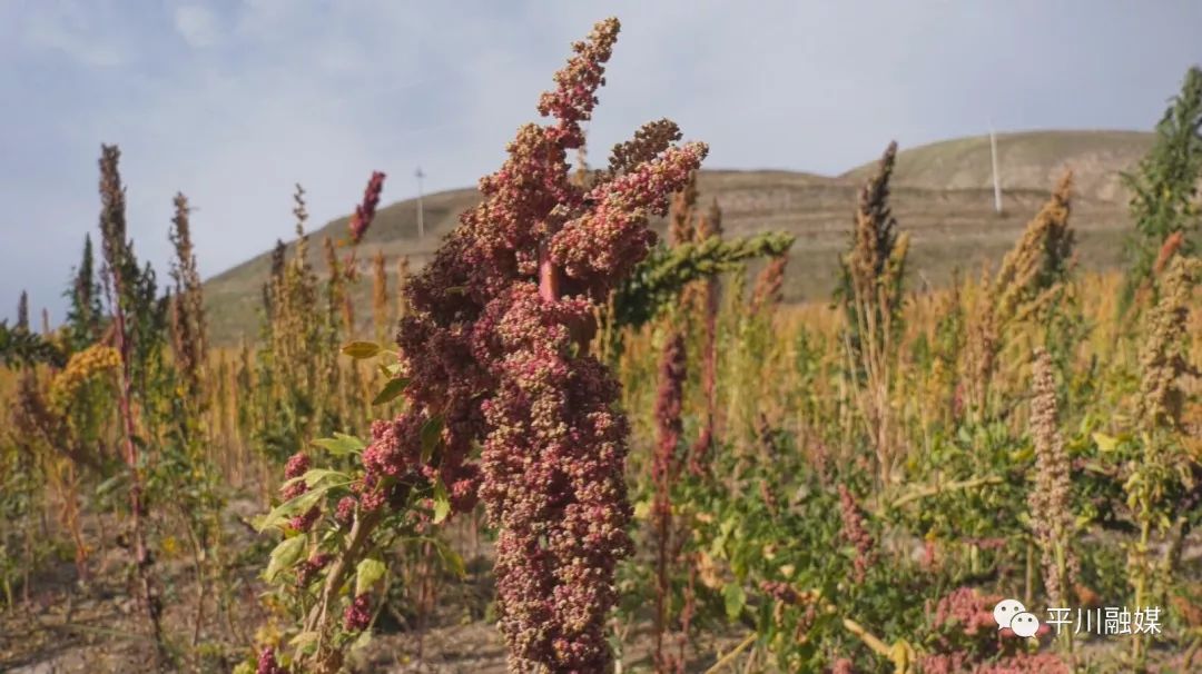 致富土豆增收种植视频_种植 土豆 增收致富_土豆致富带头人