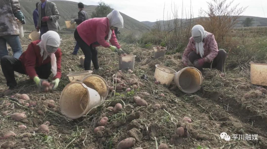 致富土豆增收种植视频_土豆致富带头人_种植 土豆 增收致富