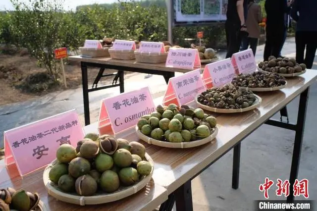 油茶林种植致富_种植油茶林未来前景如何_致富种植油茶林图片