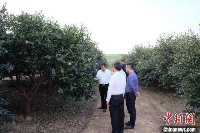 致富种植油茶林图片_油茶林种植致富_种植油茶林未来前景如何