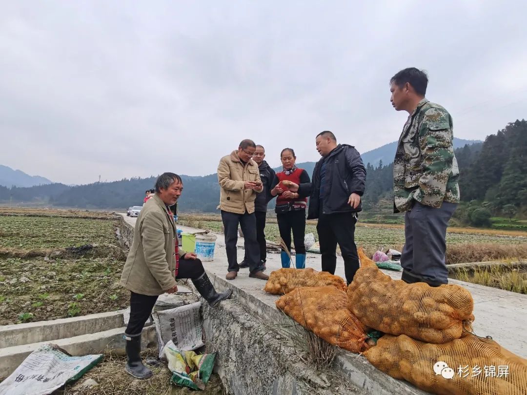 致富经土豆种植大户_种植 土豆 增收致富_土豆种植赚钱吗