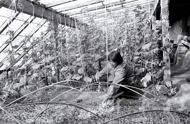 视频致富果养鸡园在线观看_致富经果园养鸡视频_视频致富果养鸡园是真的吗