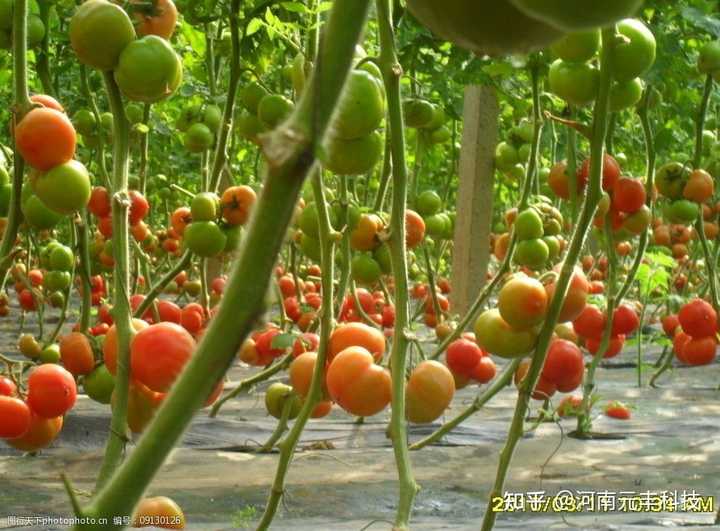 致富经大棚种菜技术_致富大棚带领种植的句子_种植大棚带领致富