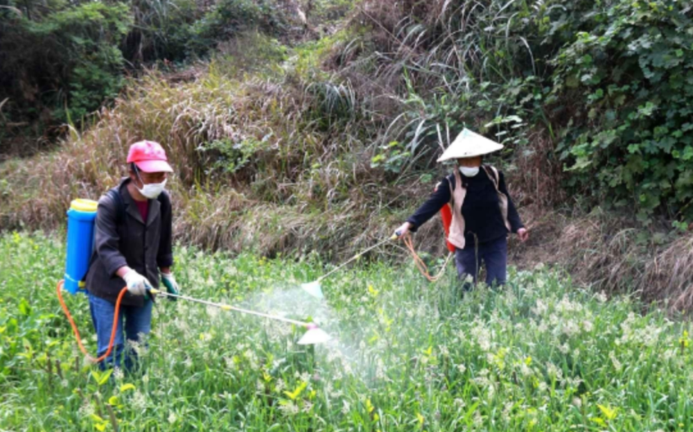 露地甜椒种植技术视频_视频种植露地甜椒技术要点_怎样种植露地甜椒高产