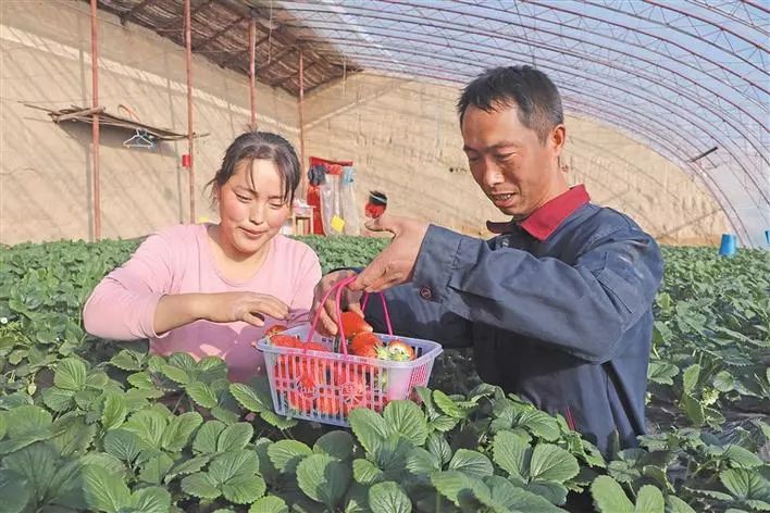 致富经草莓种植_草莓种植致富经_致富种植草莓图片