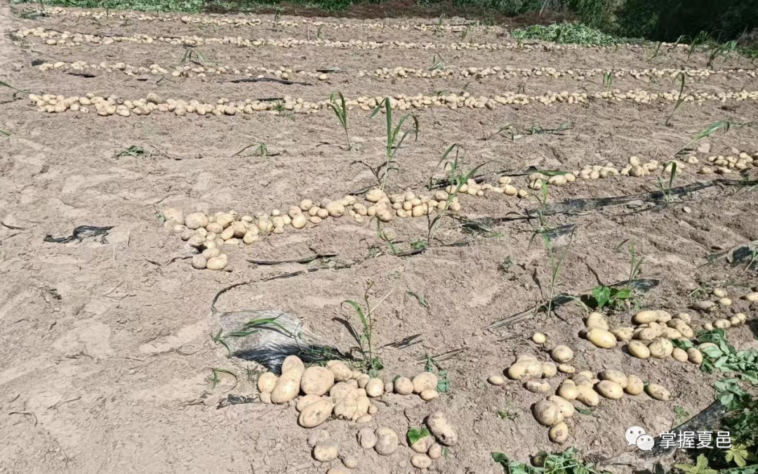 土豆致富经_土豆致富带头人_种植 土豆 增收致富