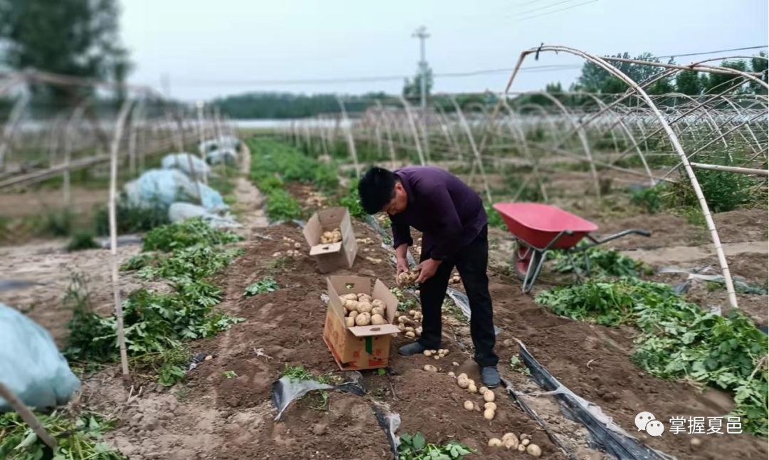 土豆致富带头人_种植 土豆 增收致富_土豆致富经