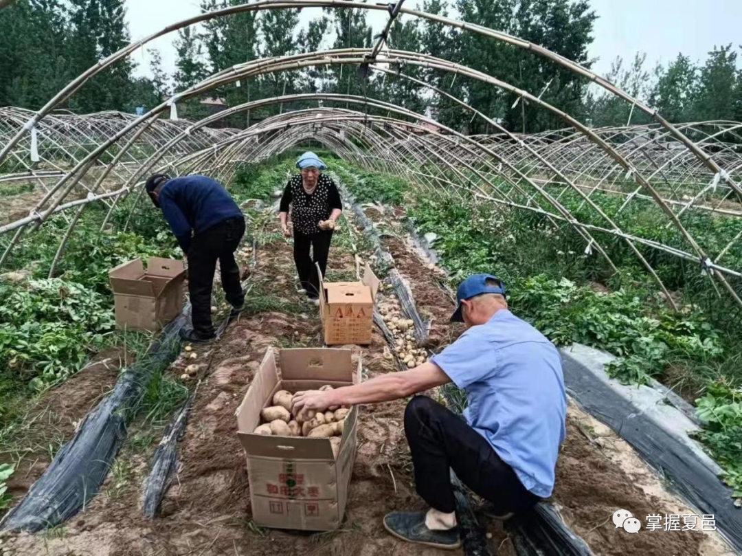 种植 土豆 增收致富_土豆致富带头人_土豆致富经