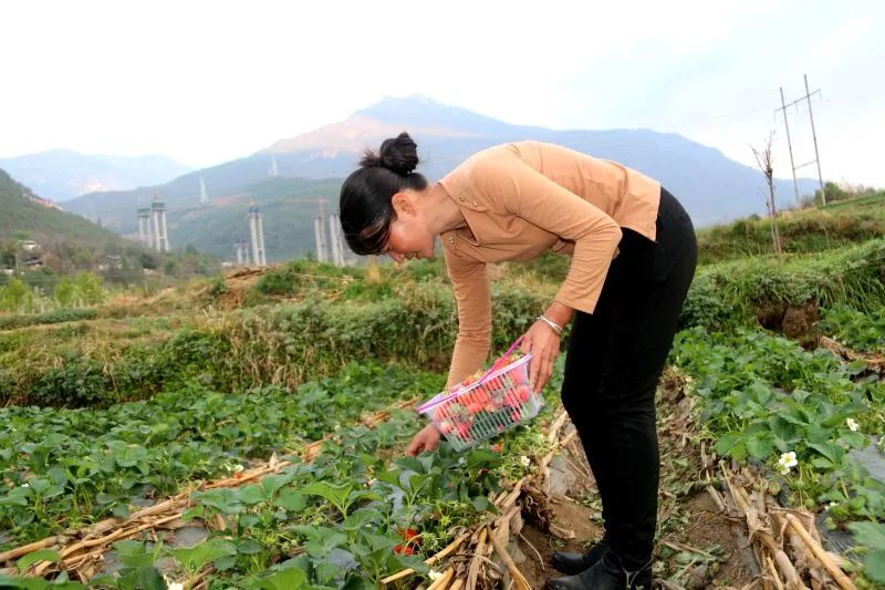 致富种植草莓怎么样_致富经草莓种植_草莓种植致富经