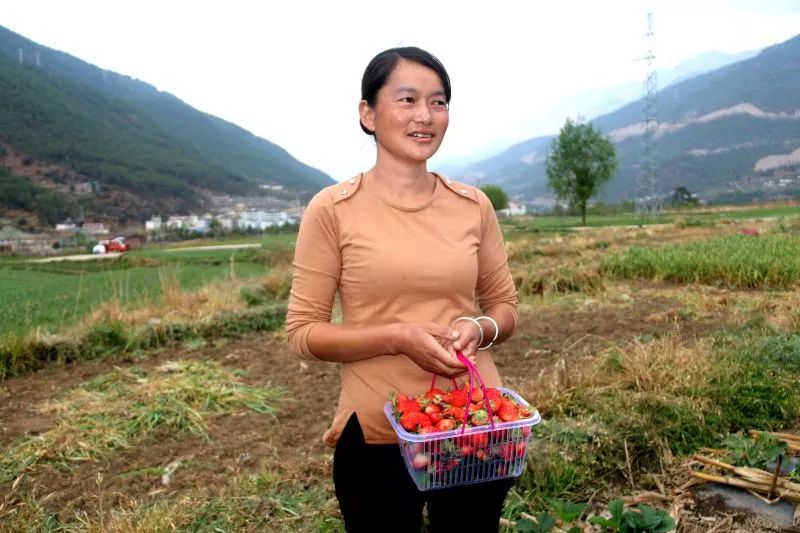 草莓种植致富经_致富种植草莓怎么样_致富经草莓种植