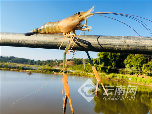 致富经养殖虾_2015养虾致富经_致富经室内养虾视频