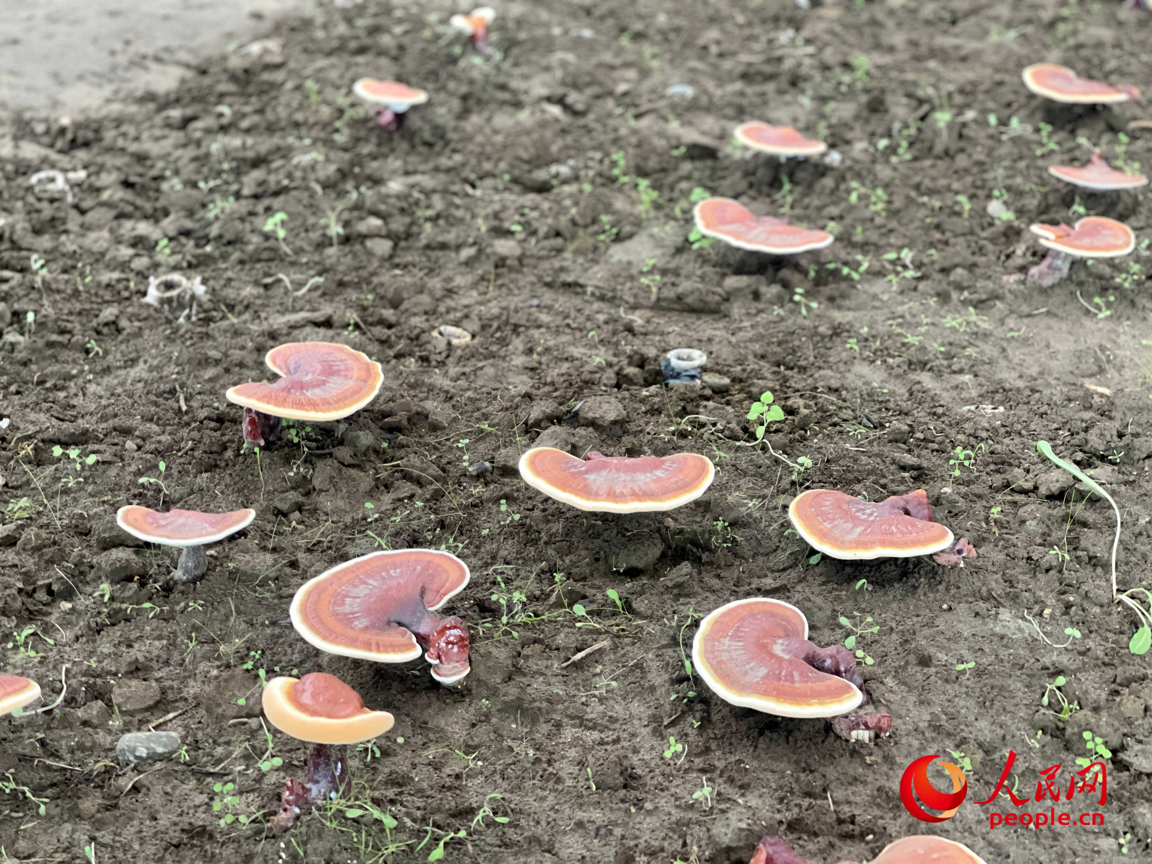 种植灵芝挣钱吗_致富灵芝种植农村有补贴吗_农村致富灵芝种植