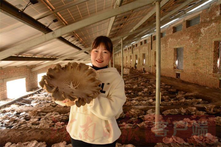 种植灵芝挣钱吗_农村致富灵芝种植_致富经灵芝种植