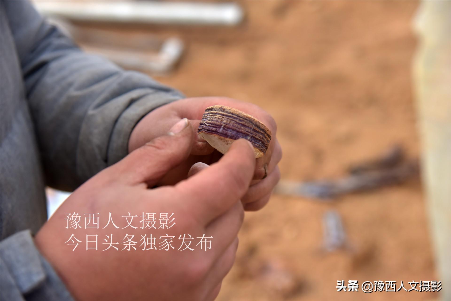 农村致富灵芝种植_致富灵芝种植农村有补贴吗_种植灵芝要投资多少钱一亩