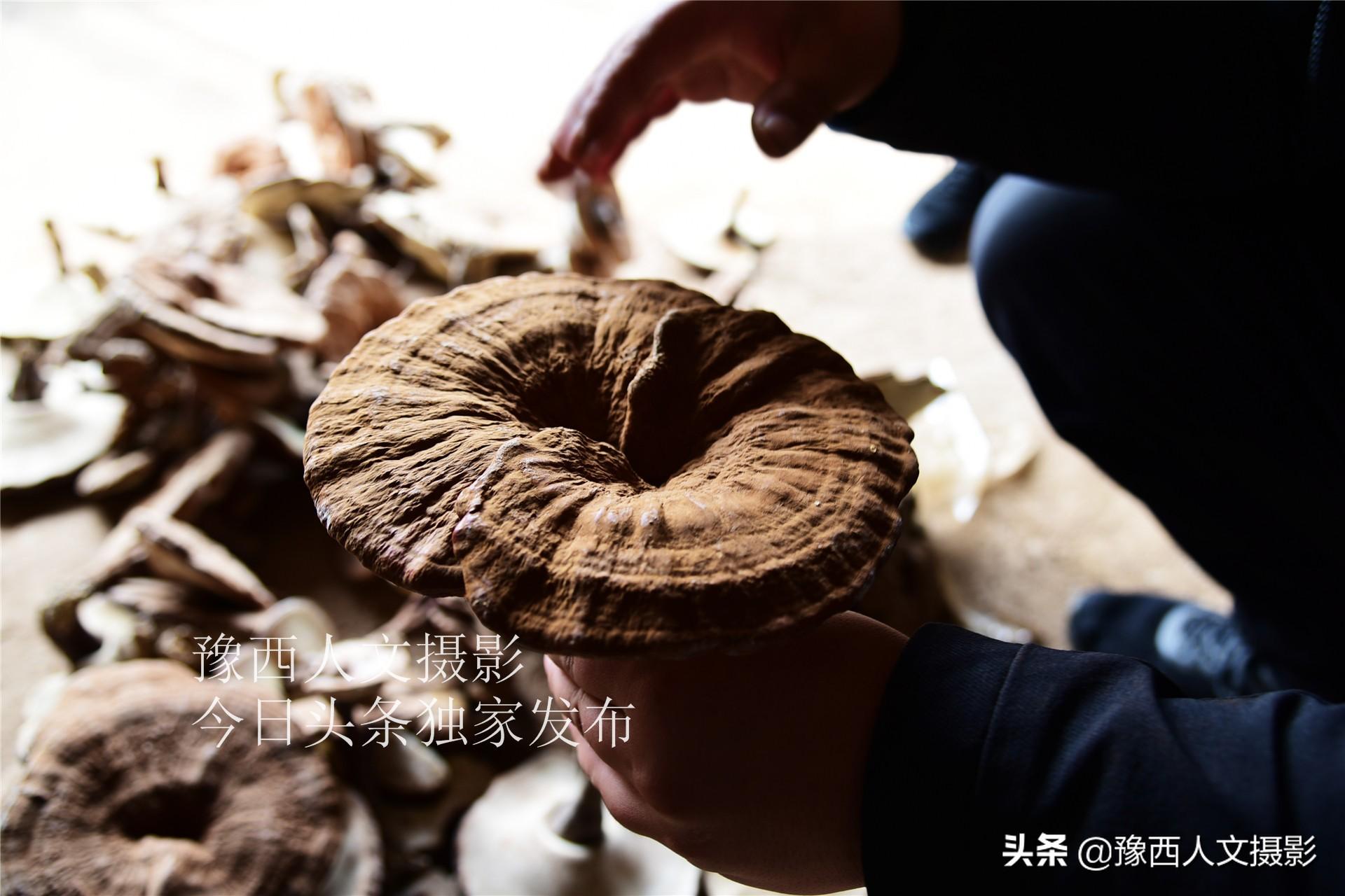 农村致富灵芝种植_种植灵芝要投资多少钱一亩_致富灵芝种植农村有补贴吗