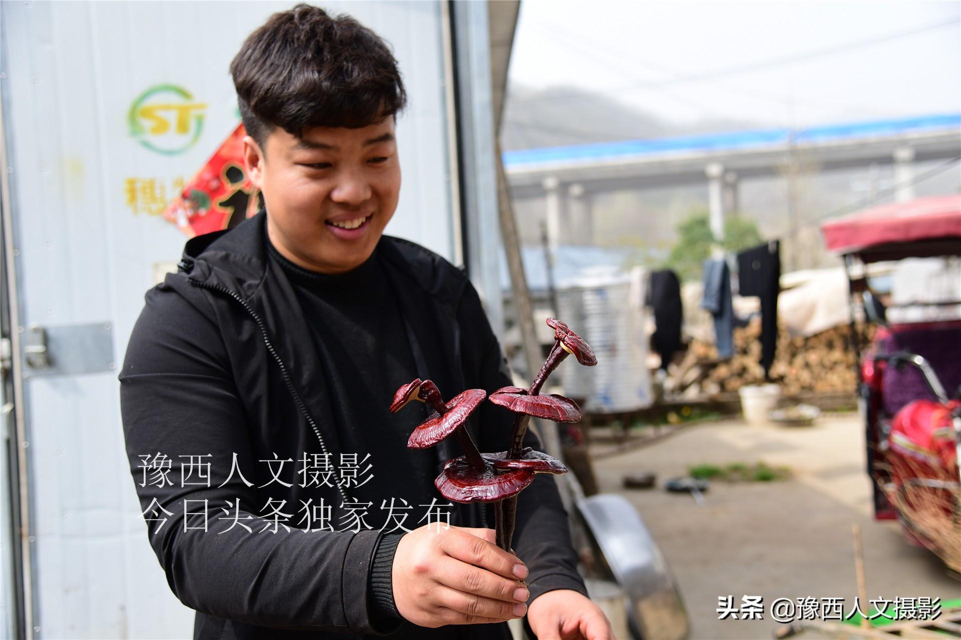 农村致富灵芝种植_致富灵芝种植农村有补贴吗_种植灵芝要投资多少钱一亩