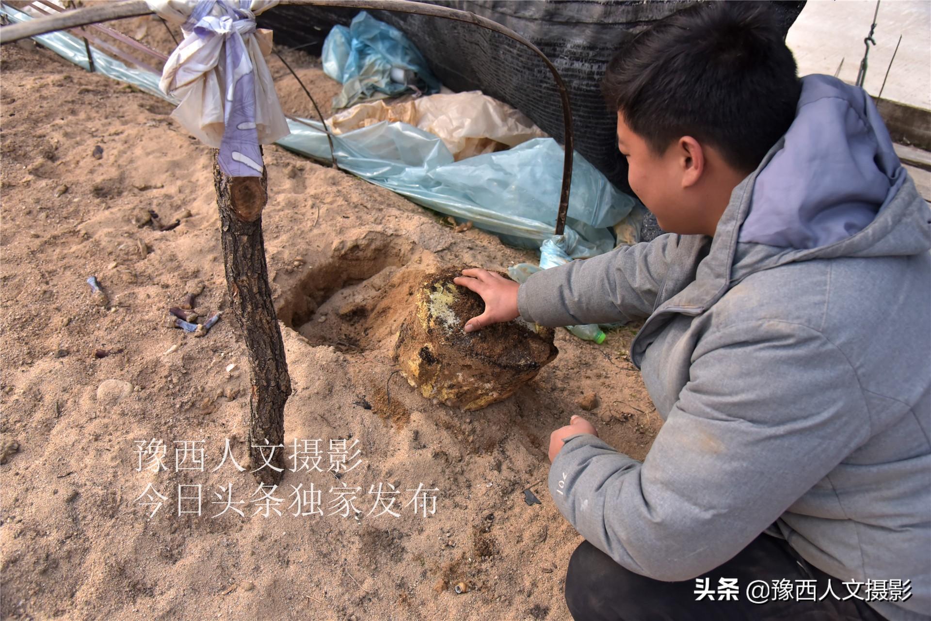 致富灵芝种植农村有补贴吗_种植灵芝要投资多少钱一亩_农村致富灵芝种植