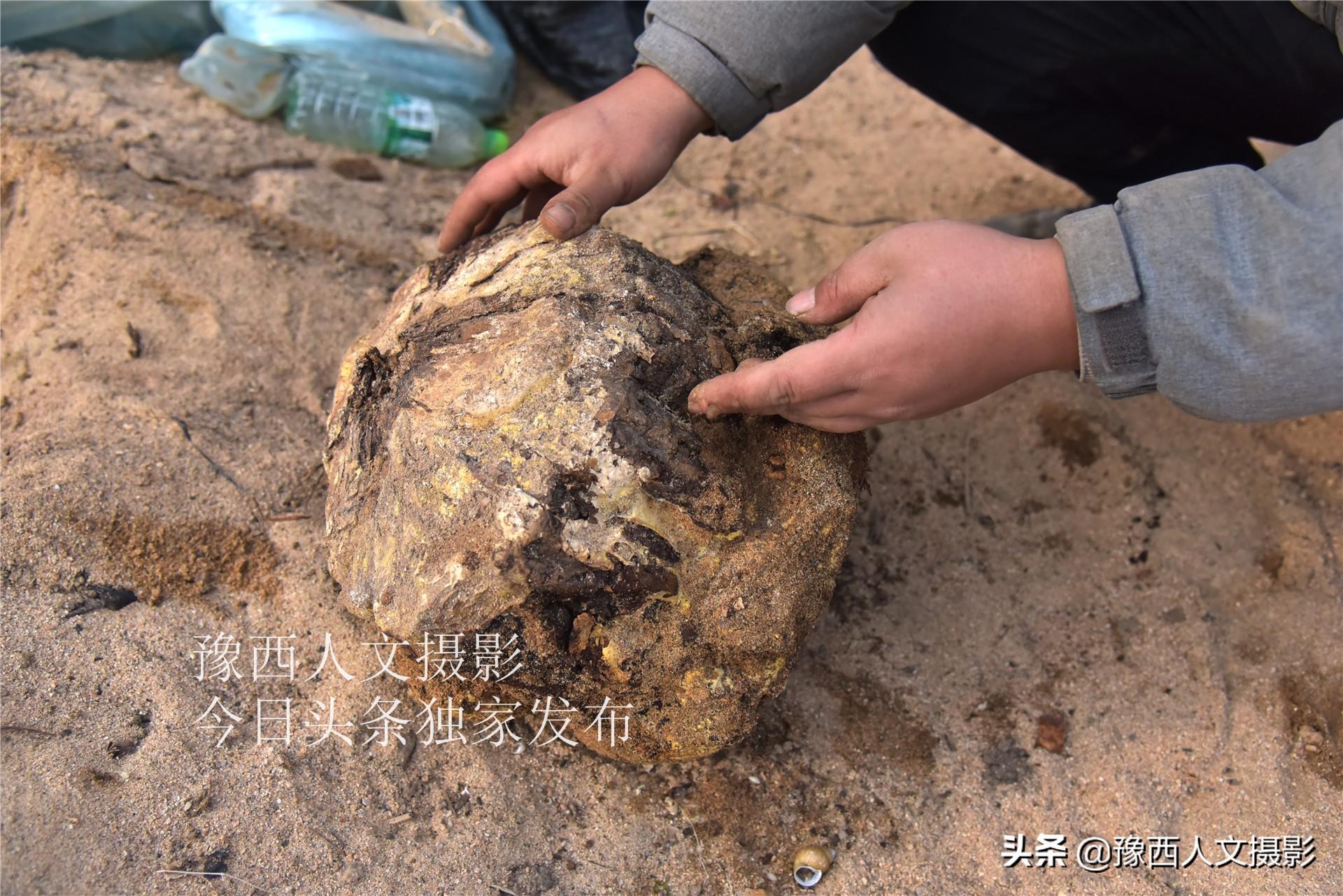 种植灵芝要投资多少钱一亩_致富灵芝种植农村有补贴吗_农村致富灵芝种植