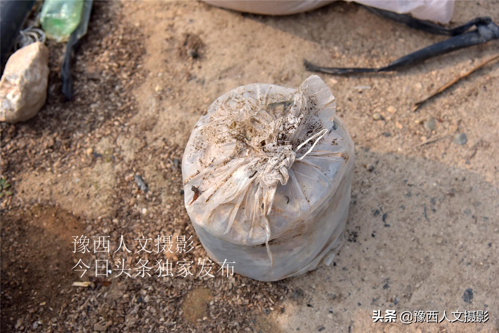 种植灵芝要投资多少钱一亩_致富灵芝种植农村有补贴吗_农村致富灵芝种植