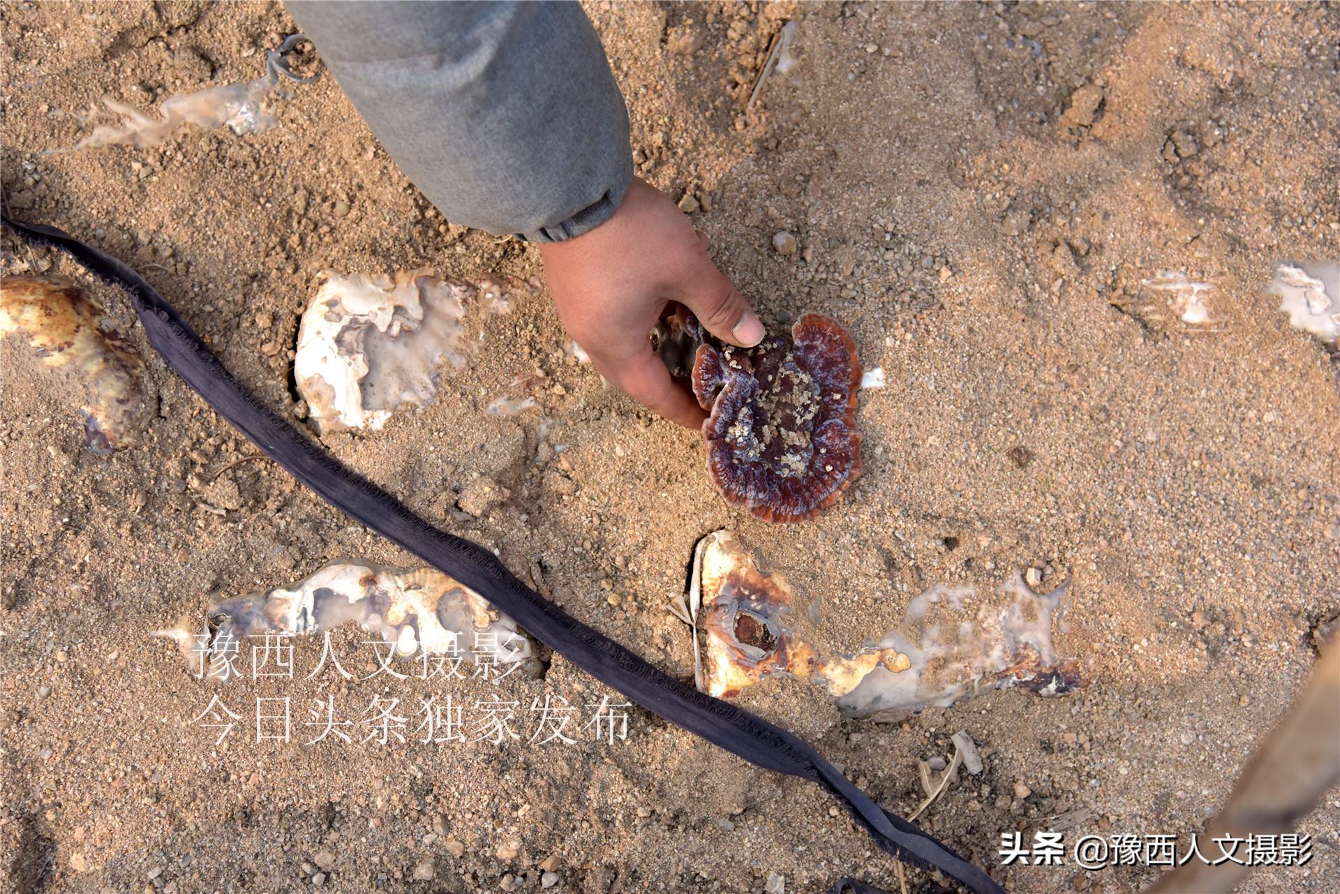 致富灵芝种植农村有补贴吗_农村致富灵芝种植_种植灵芝要投资多少钱一亩