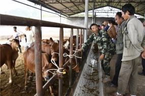 致富经收购5到6年生母牛_生牛收购价格_牛收购价多少钱一斤