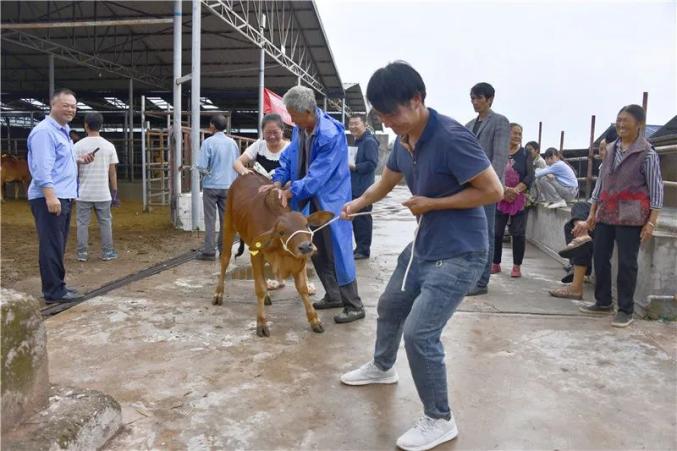 牛收购价多少钱一斤_生牛收购价格_致富经收购5到6年生母牛