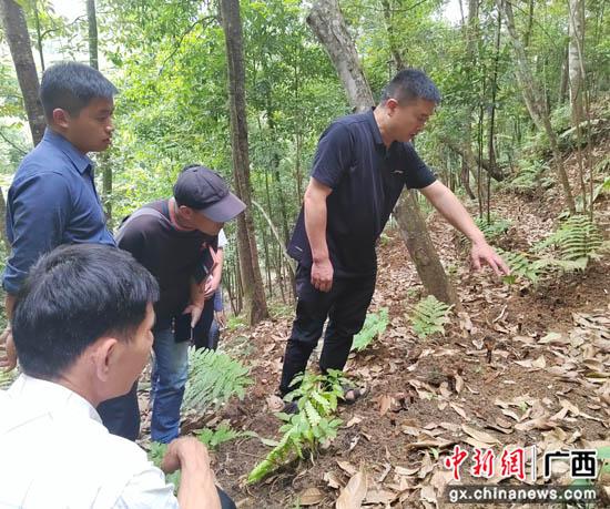 种植灵芝要投资多少钱一亩_农村致富灵芝种植_致富经灵芝种植