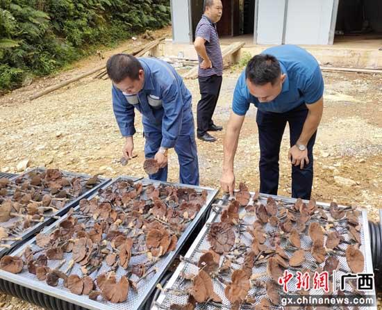 致富经灵芝种植_种植灵芝要投资多少钱一亩_农村致富灵芝种植