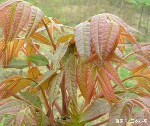 学种植芽苗菜技术_草芽种植要求_芽草种植技术