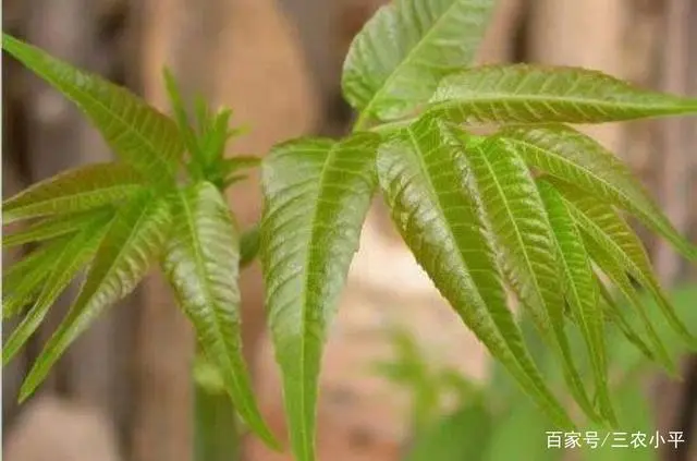 芽草种植技术_学种植芽苗菜技术_草芽种植要求